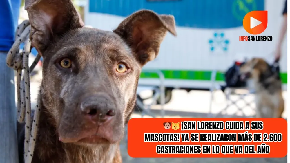 news info san lorenzo